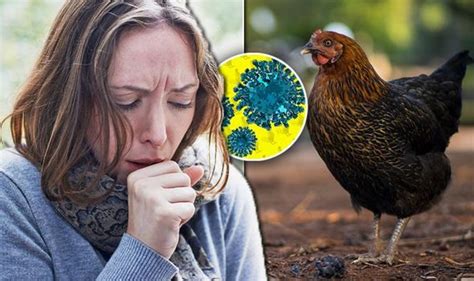 Bird flu is also known as avian influenza. Bird flu symptoms: UK travellers warned over China ...