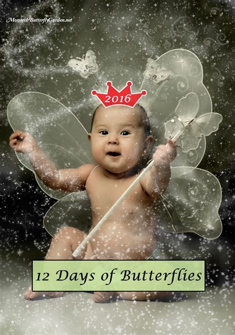 Twelve Days Of Butterflies Butterfly T Ideas For 2016 Butterfly