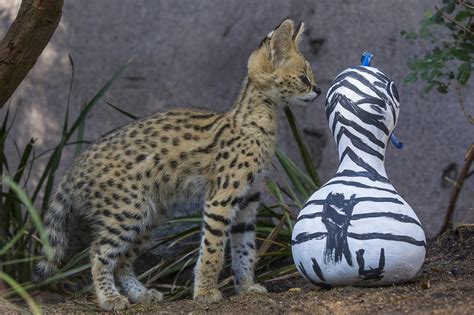 African Serval Kittens And Mother Play Pounce At The San Diego Zoo