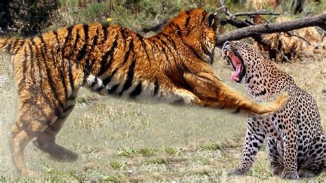Tiger Vs Leopard Which One Is Strongest Youtube