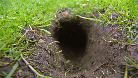 Rattenlöcher im garten sind unschön und weisen meist auf die anwesenheit mehrere nager hin. Was hilft gegen Lücken im Rasen? | NDR.de - Ratgeber - Garten