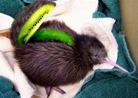Kiwi Bird Fruit Aesthetic Meme Funny Photoshop Kiwi Bird Kiwi Animal