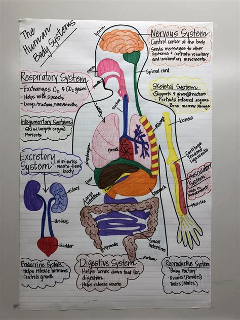 Human Body Systems Anchor Chart For 7th Grade Science Human Body