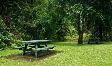 You take a small hammer and hit certain rocks and the resound with a distinct ring. Williams River picnic area | NSW National Parks