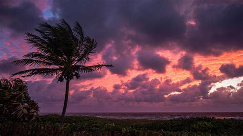 Frazzled Palm Sunrise Delray Beach Photograph By Lawrence S Richardson