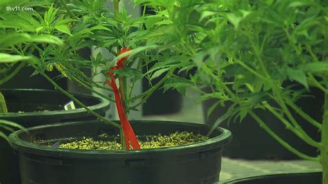 Check spelling or type a new query. Oklahoma to allow out-of-state residents to apply for temporary medical marijuana licenses ...