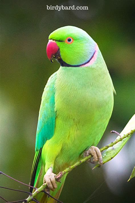 How To Pet Birds Parrot In 2020 Pet Birds Parrots Parrot Pet Pet