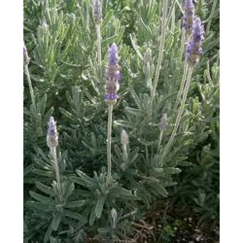 French Lavender Plants For Sale Online Plants Australia