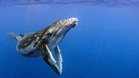 Have a whale of a time. BBC Two - Natural World, 2018-2019, Humpback Whales: A ...