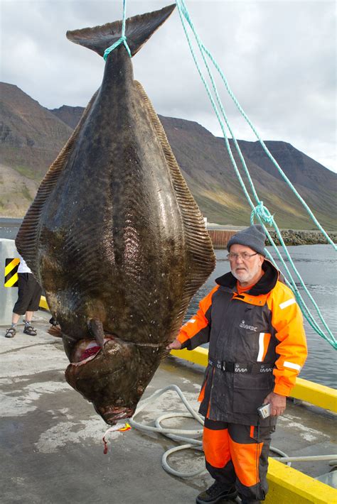 Microsoft word is a component of the microsoft office suite of productivity. World Record Halibut | Something a little different from ...