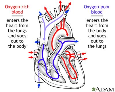 Heart Failure Exam Flashcards Quizlet