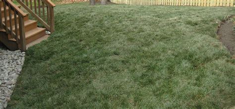 While overseeding is thickening up a thin lawn, reseeding is a complete lawn renovation. Aeration & Over-seeding In Centreville & Fairfax County Northern Virginia