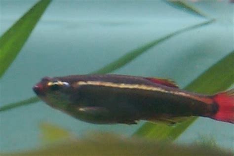 The White Cloud Mountain Minnow - Whats That Fish!