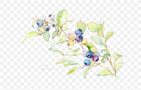 Watercolor Painting Blueberry Illustration PNG 694x526px Watercolor