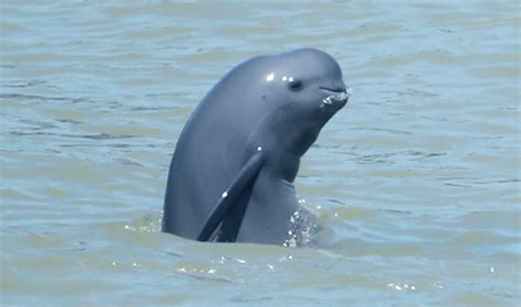 Ten Finless Porpoises Appear In Yangtze Institute Of Hydrobiology