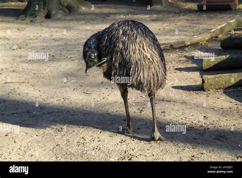 Photograph Of An Emu Emus Are Flightless Birds Stock Photo Alamy