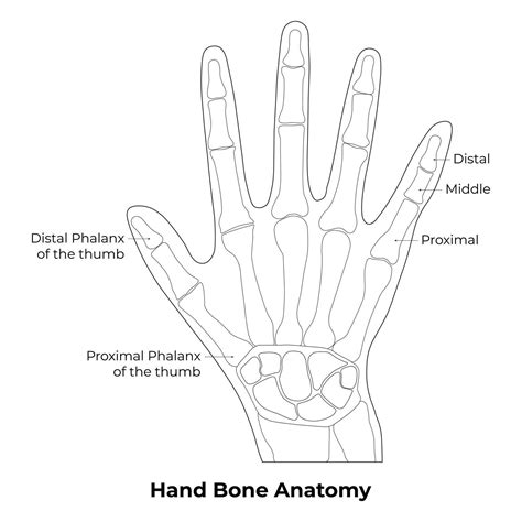 Hand Bone Anatomy Science Design Vector Illustration Diagram 36491320