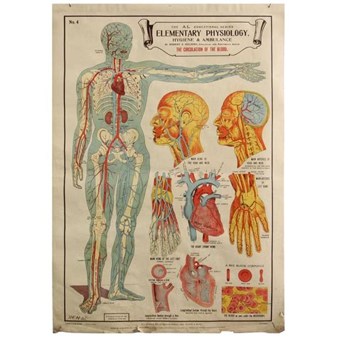 Anatomical Chart Of The Circulatory System By Robert E Holding Circa