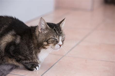 What we do discover rspca nsw adoptions, community programs, education, training and veterinary services, plus learn about animal care, safety and welfare. European Cat Living In Belgium Stock Image - Image of ...