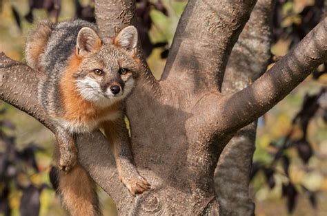 Learn About The Fox Meigs Point Nature Center
