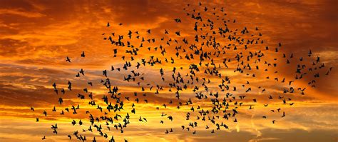 Download Wallpaper 2560x1080 Birds Silhouettes Sky Flight Sunset