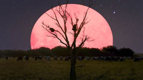 April's full moon has come to be dubbed in some quarters as the pink moon as per the american farmer's almanac, which has apparently been designated the gold standard for such matters. Indians to witness Super Pink Moon 202O on April 7 amid ...