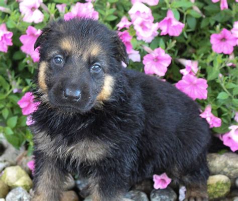 Lancaster puppies has german shepherds mixed with a variety of other breeds. 19++ German shepherd puppies indiana pa information | dogbaby