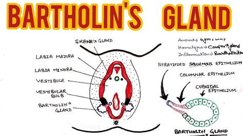 Bartholin S Gland External Reproductive System Bartholin S Cyst