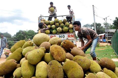 The Weekend Leader Jackfruit In Kerala A Fruit A Vegetable And