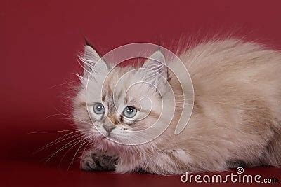 Siberian Seal Tabby Point Cat Female Kitten Royalty Free Stock Image Image