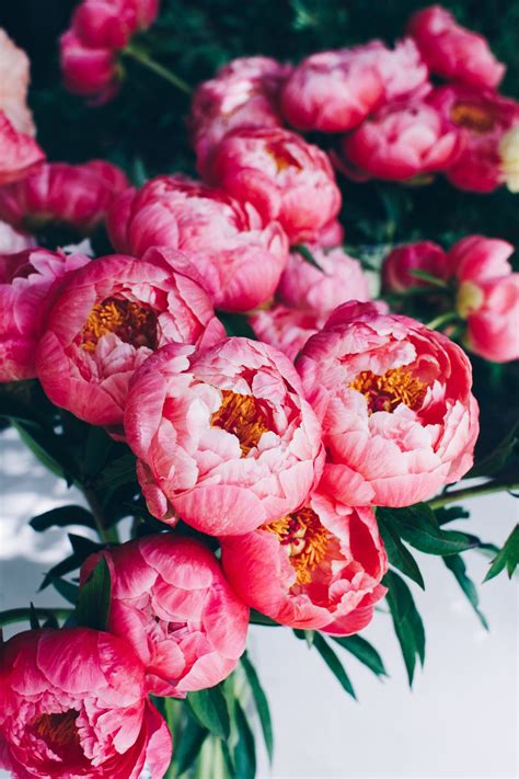 A Suite Treat Just For You Free Peony Bouquet Device Wallpaper