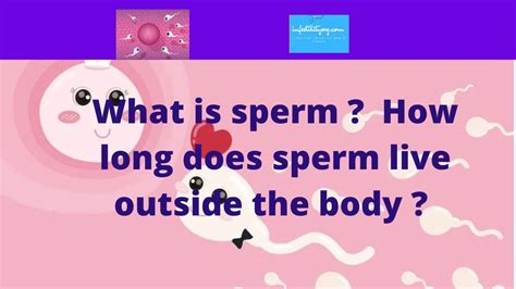 What Is Sperm What Is Sperm How Long Does Sperm Live Outside The