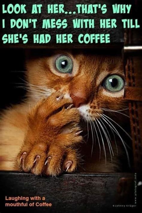 Pin By Janell On Cats Cats Cats In 2020 Coffee Quotes Morning Coffee Humor Coffee Quotes