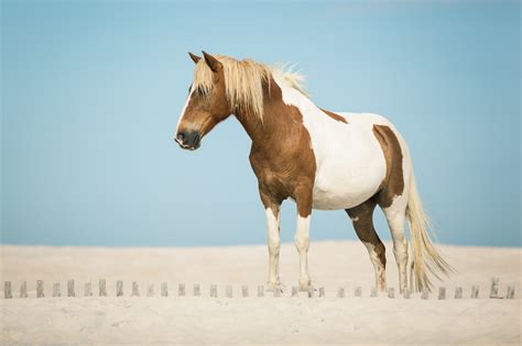 Horse Sand Wallpapers Hd Desktop And Mobile Backgrounds