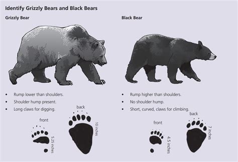 How To Identify Grizzly And Black Bears Yellowstone Forever