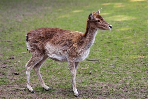 Full Body Of Female Fallow Deer Dama Dama On The Meadow Stock Image