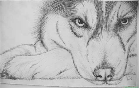 Dibujo De Lobo Web Del Maestro