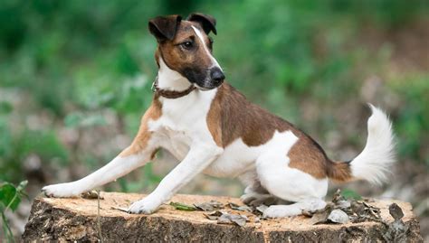 Smooth Fox Terrier Native