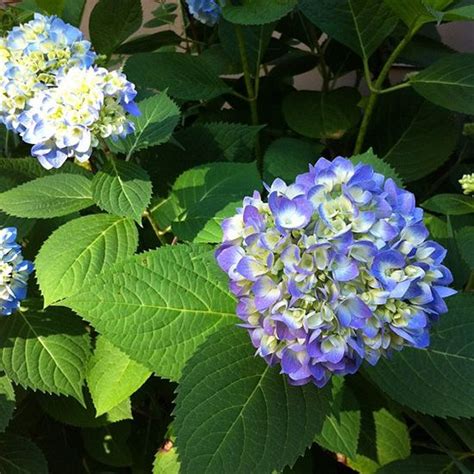 Known For Their Beautiful Blooms And Leafy Foliage Hydrangeas Are The