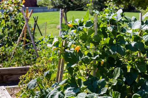 Build A Teepee Trellis For Vegetables New England