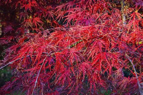 Autumn Background Branches Of Japanese Maple With Bright Red Leaves