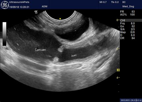 Sonographic Findings In A Dog With Potential ‘canine Seasonal Illness