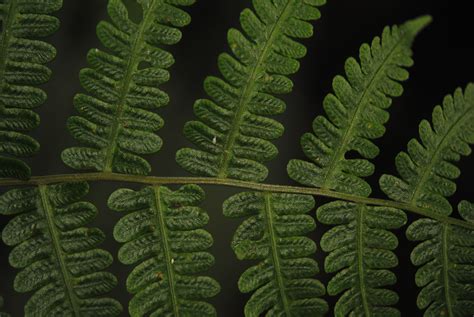 Amauropelta Atrovirens Ferns And Lycophytes Of The World