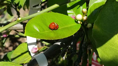 Ladybugs Having Sex Hd Youtube