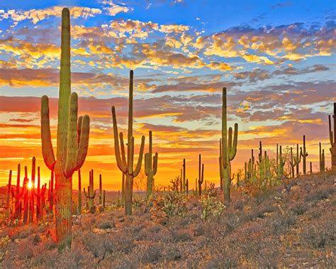 Cactus Arizona Desert New Paint By Numbers Paint By