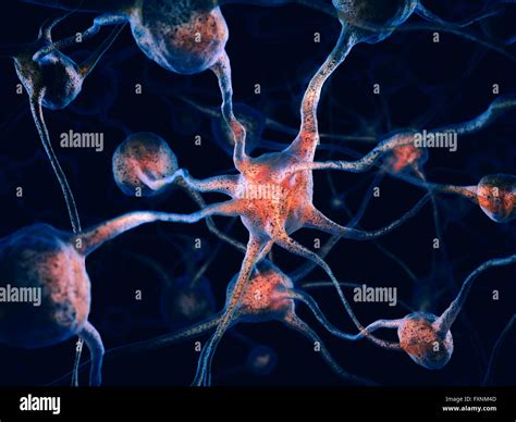 Neurons High Resolution Stock Photography And Images Alamy