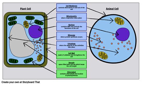 Plant And Animal Cells Storyboard By Oliversmith