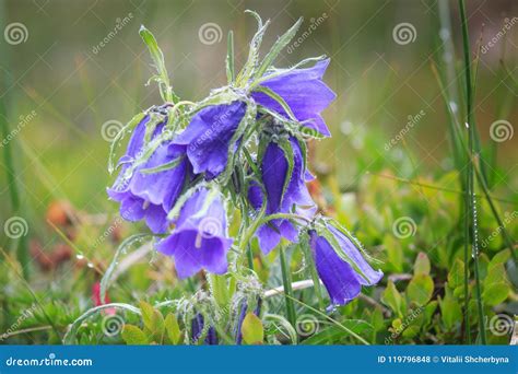 Bello Paesaggio Con I Fiori Di Campana Blu In Montagne Di Estate Alpina