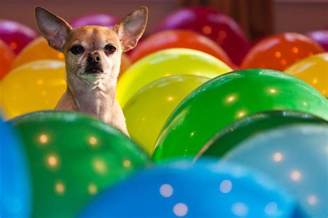 While your pup might not see every color of the rainbow, they do enjoy quite a few visual advantages over us humans. 6 Chihuahuas Who Have No Clue They're Tiny | Rover Blog