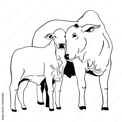 Vetor De Nelore Cattle Illustration Cattle And Calf Vector On White
